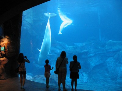 Beluga whales