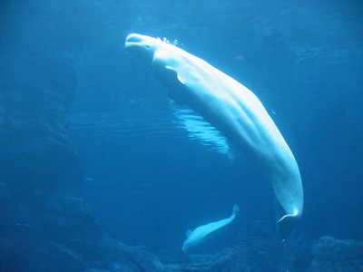 Beluga