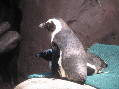 Penguin