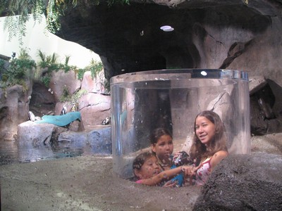 Inside the penguin pen