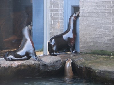 Sea Lions