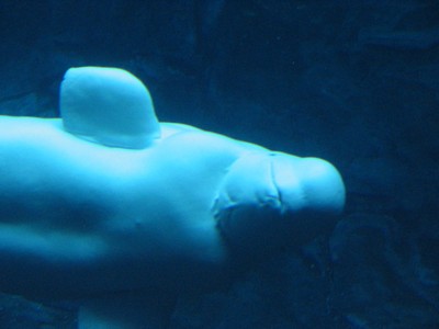 Beluga
