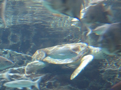 Sea turtle
