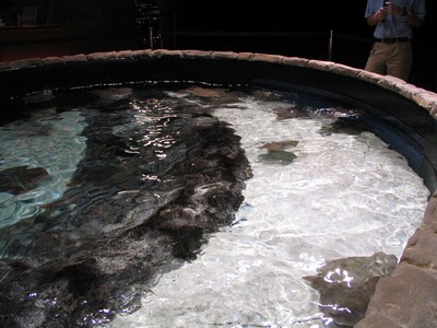 Stingray pool