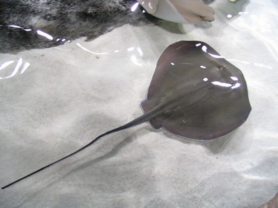Stingray