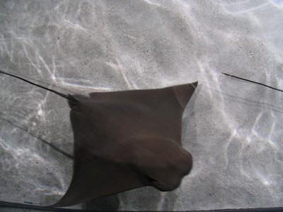 Cownose