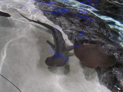 Shark