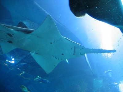 Shark