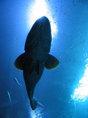 Whale shark