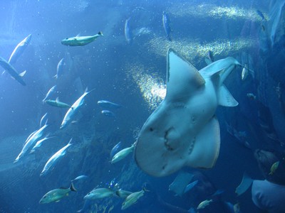 Shark