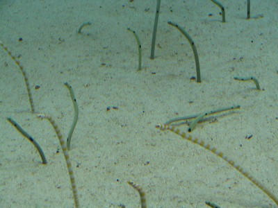 Tropical Diver