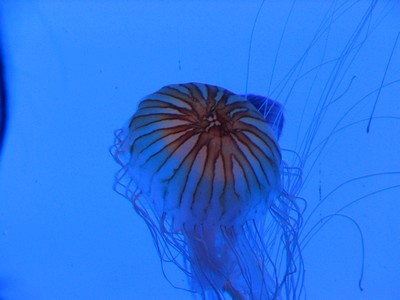 Jelly fish