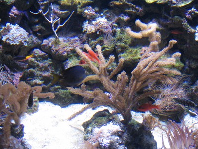 Sea creature