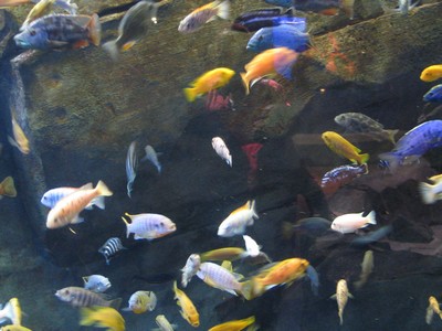 Fish