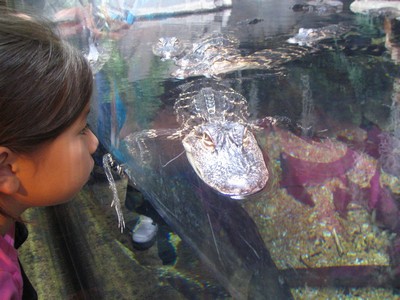 Claudia and alligator