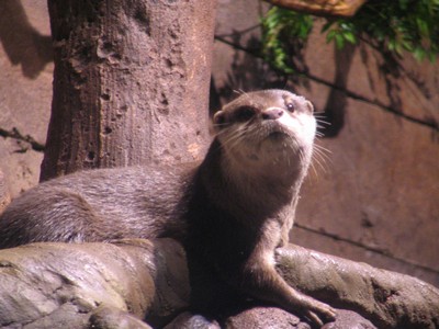 River Otter