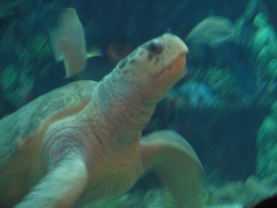 Turtle