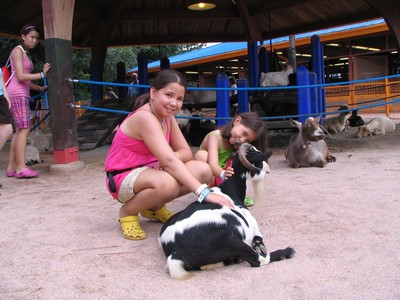 Petting area
