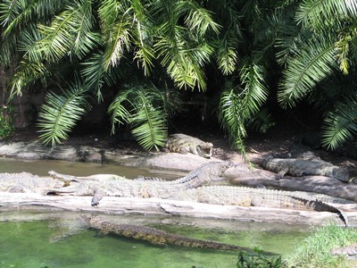 Crocodiles