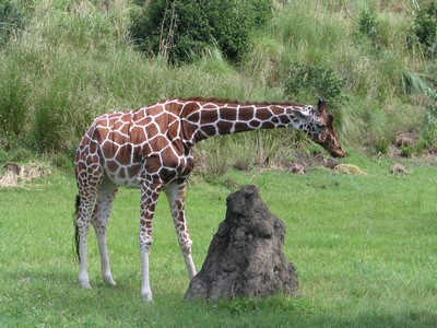 Giraffe