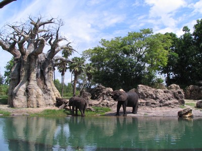 Elephants