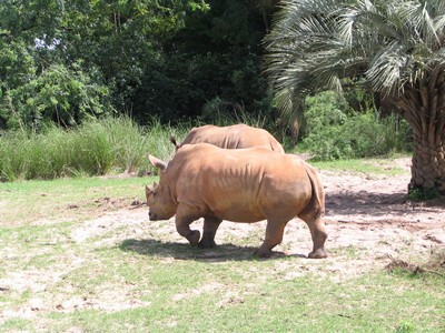 White Rhino