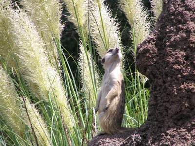 Meerkat