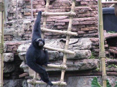 Monkey