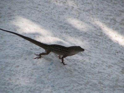 Lizard