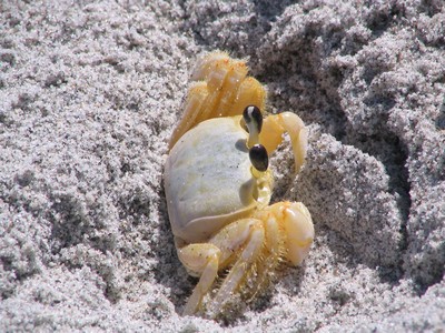 crab