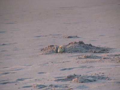 Crab
