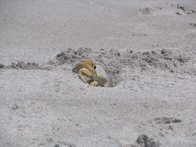 Sand crab