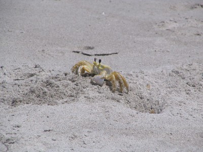 Sand crab
