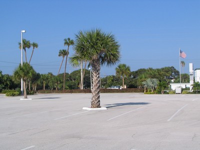 Palm tree