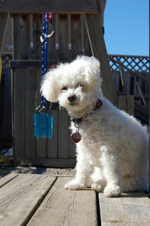 Bella