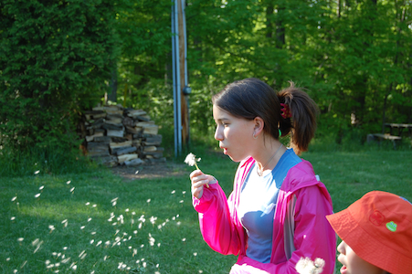 Dandelions
