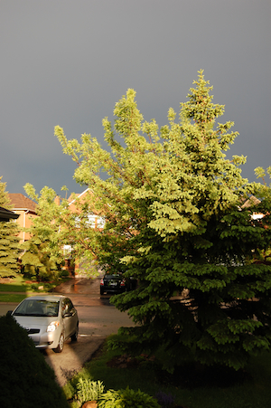 Front yard