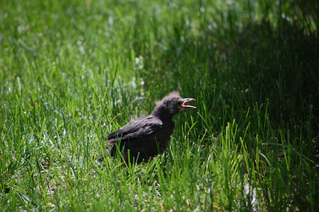 Baby bird