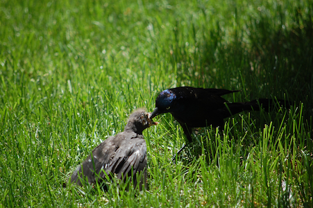 Feeding time