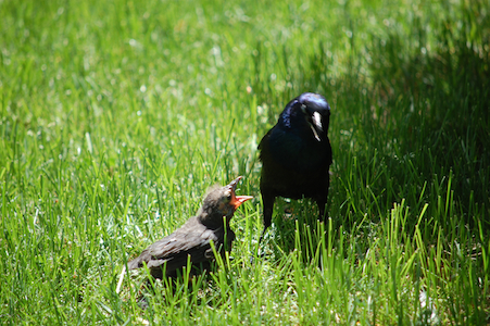 Baby bird