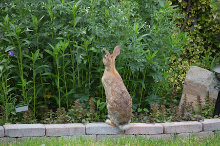 Bunny