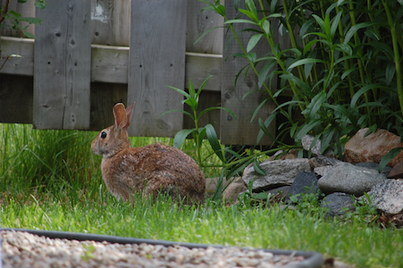 Rabbit