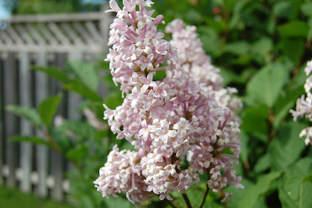 Lilac