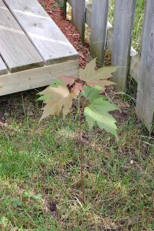 Maple tree