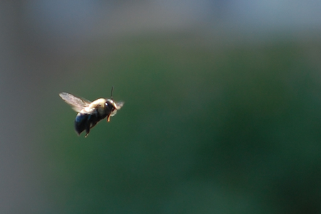 Bee