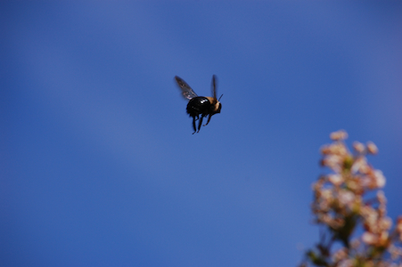 Bee