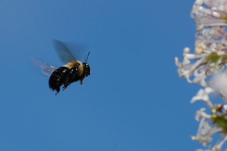 Bee