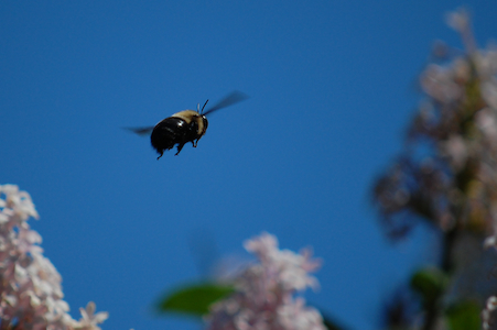 Bee