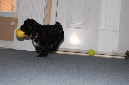Ball