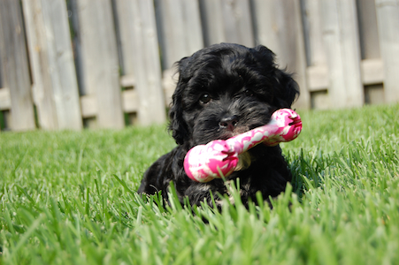 Kong bone